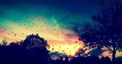 Symphony of Birds