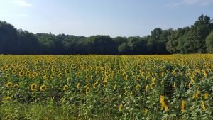 Sunflowers don't deny the shade, but simply turn to face the sun.